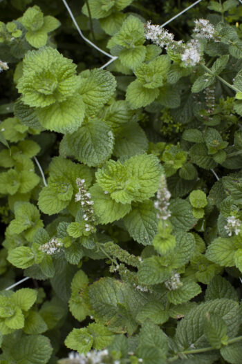 Foliage by the Bunch - Image 6