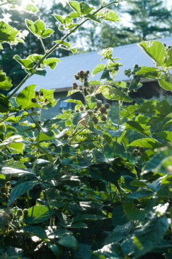 Foliage by the Bunch