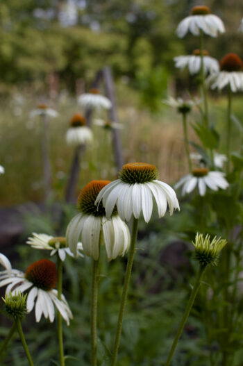 Focal Flowers by the Bunch - Image 3