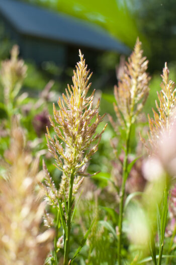 Supporting Flowers by the Bunch - Image 4