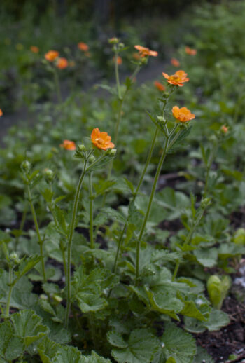 Supporting Flowers by the Bunch - Image 3