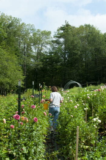 Private & Group Flower Lessons - Image 2