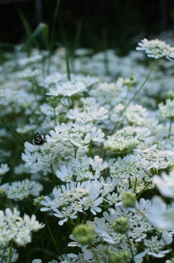 Supporting Flowers by the Bunch