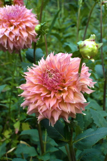 9/14/25 - Dahlia Statement Arrangement Workshop - Image 5