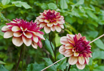 9/14/25 - Dahlia Statement Arrangement Workshop - Image 4